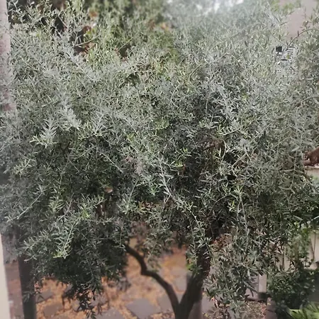 Il Profferlo ヴィテルボ