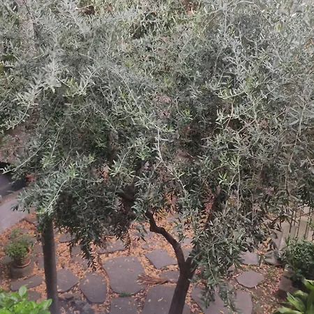 Il Profferlo *