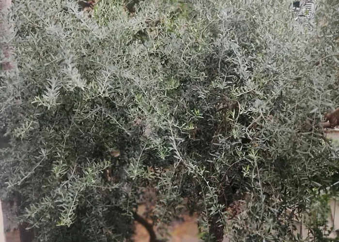 Il Profferlo ヴィテルボ